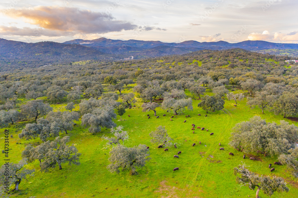 Obraz premium Aerial view of a pasture where Iberian pigs live