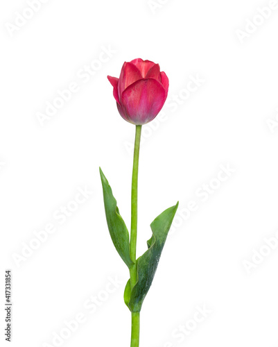 Canvas Print Red tulip flower isolated on white background