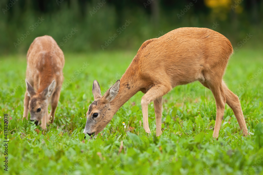 Two roe deer, capreolus capreolus, grazing on meadow in summertime nature. Pair of female mammals feeding on grass from side. Hungry young does pasture on glade. Two roe deer, capreolus capreolus, grazing on meadow in summertime nature. Pair of female mammals feeding on grass from side. Hungry young does pasture on glade.