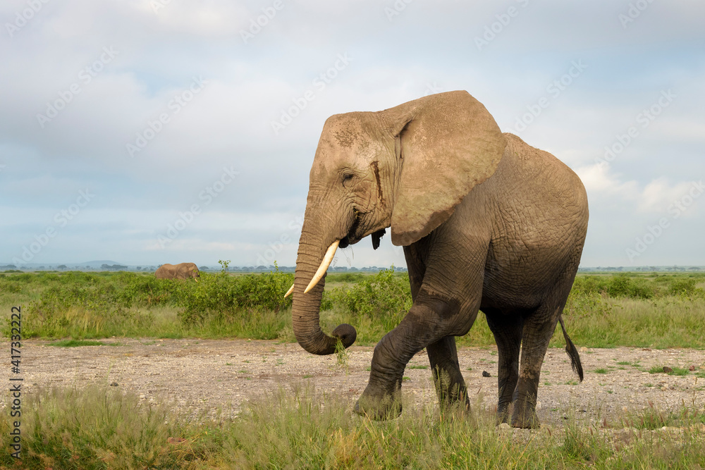 African elephant (Loxodonta africana) walking and eating grass on savanna, Amboseli national park, Kenya.