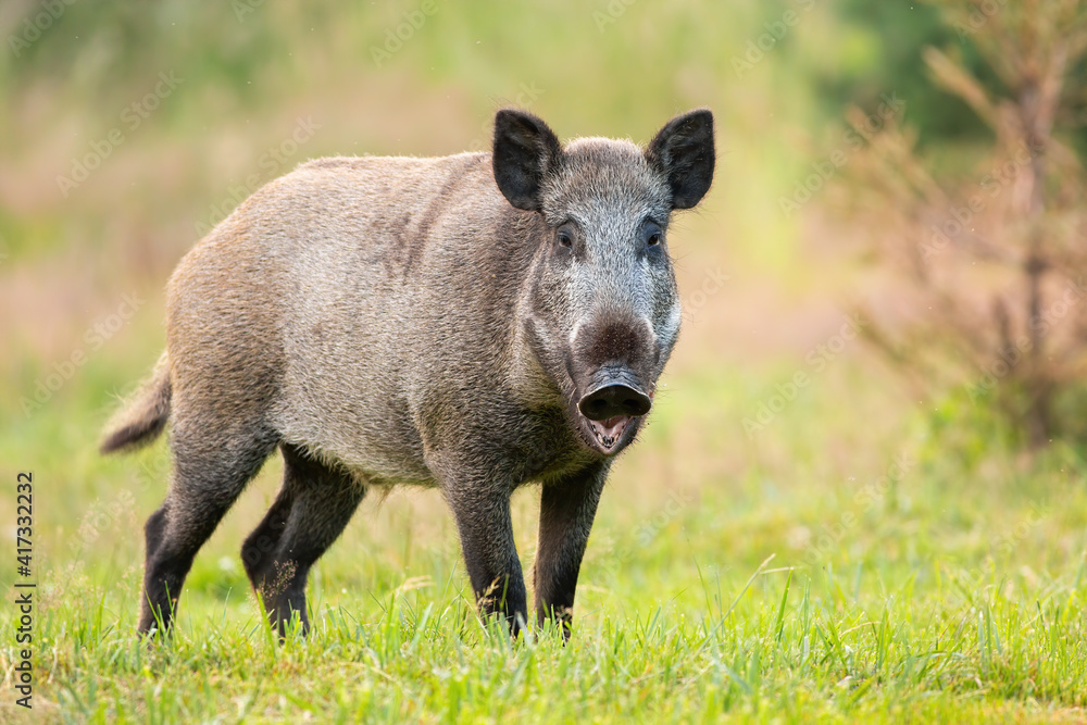 Wild boar, sus scrofa, standing with open mouth on grass in summer. Animal wildlife feedong on a meadow from side view. Brown swine looking to the camera on gren field. Wild boar, sus scrofa, standing with open mouth on grass in summer. Animal wildlife feedong on a meadow from side view. Brown swine looking to the camera on gren field.
