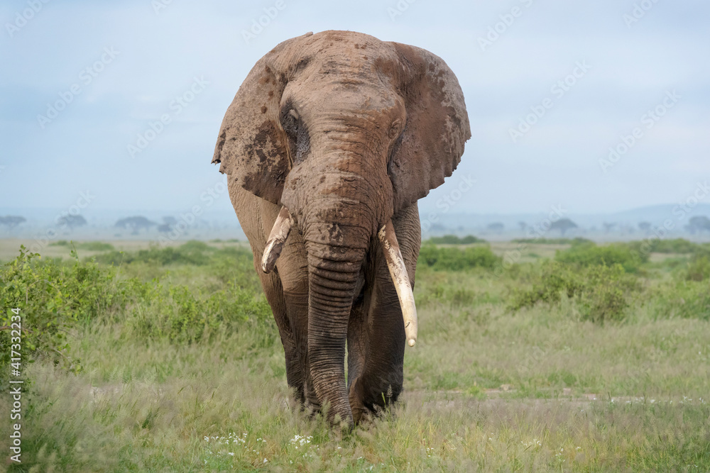 Fototapeta premium African elephant (Loxodonta africana) bull walking close on savanna, looking at camera, Amboseli national park, Kenya.