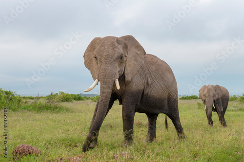 African elephant  Loxodonta africana  standing close on savanna  looking at camera  Amboseli national park  Kenya.