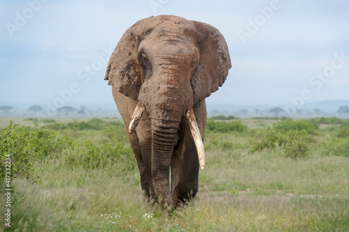 African elephant (Loxodonta africana) bull walking close on savanna, looking at camera, Amboseli national park, Kenya.