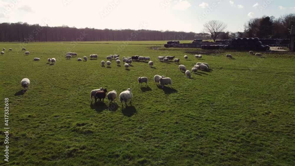 Farmland herd of sheep running over field, aerial moving forwards Farmland herd of sheep running over field, aerial moving forwards