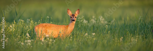 Valokuvatapetti Roe deer, capreolus capreolus, doe standing on meadow in summer with copy space