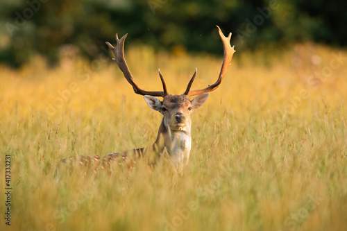 fallow deer, dama dama, with big anters looking on field in sunlight. Wild stag standing in long grass in spring sunset. Spotted mammal peeking out from meadow. photo