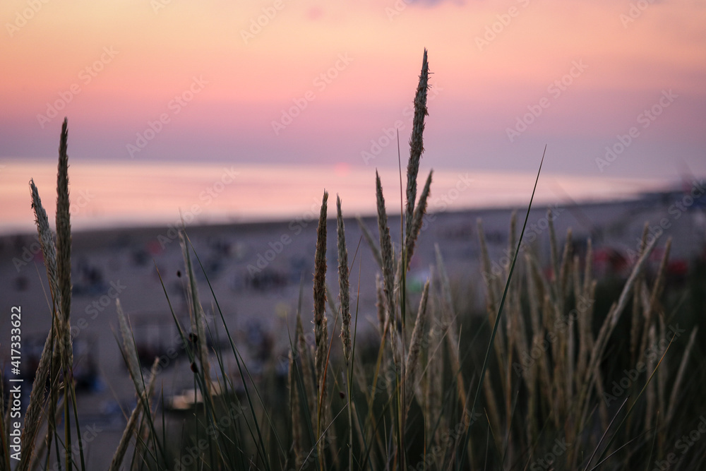 reeds at sunset reeds at sunset