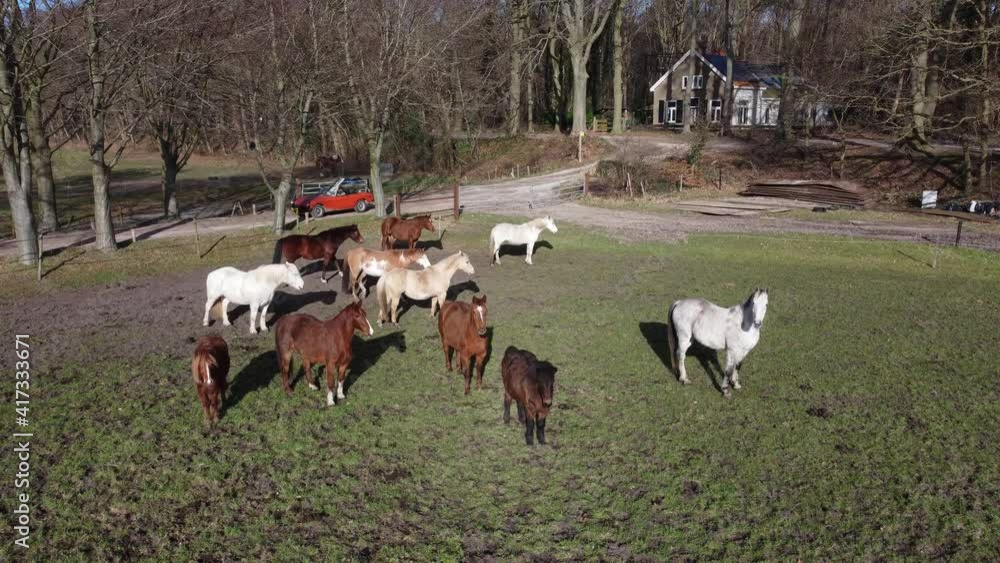 Farmland horses in the meadow, red cabrio in bacgkrgound Farmland horses in the meadow, red cabrio in bacgkrgound