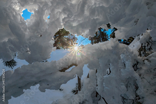 Soleil à travers branches de sapin ,  Massif de la Chartreuse en hiver à l' Aulp du Seuil , Isère France photo