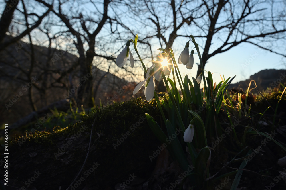 First spring flowers, snowdrops in forest First spring flowers, snowdrops in forest