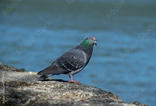 Beautiful pigeons on a stone slab, on the water's edge