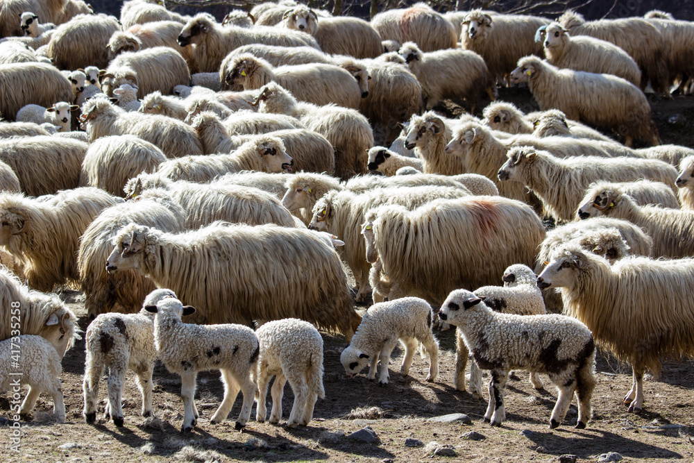 Young lambs in the pasture