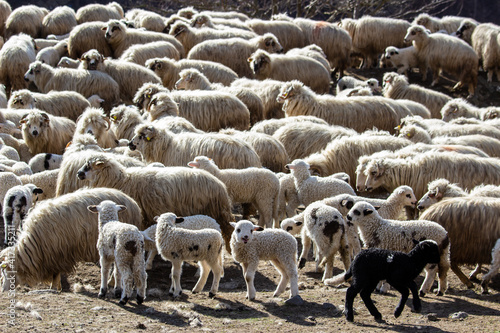 Flock of sheep on the pasture