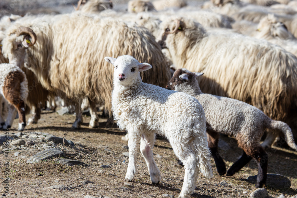 Obraz premium Young lambs in the mountains of Romania