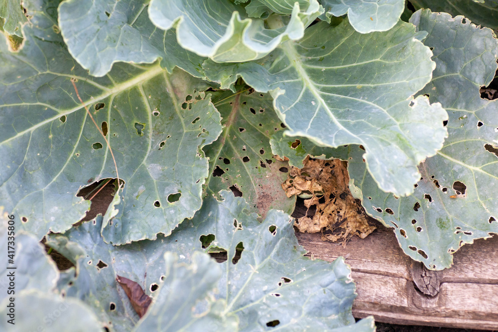 cabbage diseases. Cabbage leaves damaged by pests. the caterpillars ate