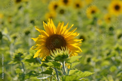 sunflower close-up on the field