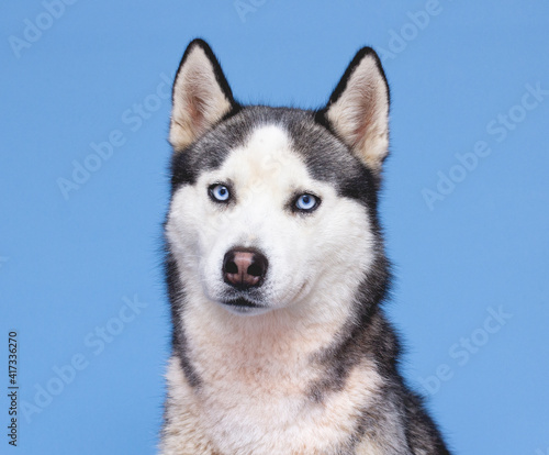 Fototapeta Naklejka Na Ścianę i Meble -  Husky dog head on a blue background of the Husky breed