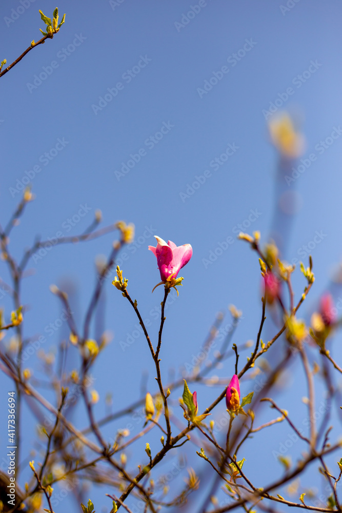 Blooming magnolia on a blue sky background. Springtime.