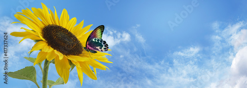 Photography Butterfly and Sunflower Blue Sky Banner - Large sunflower head against a summer