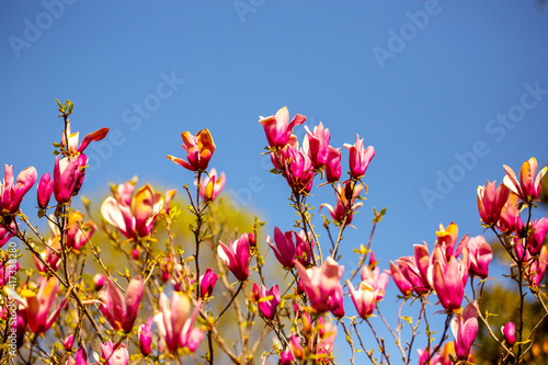 Fototapeta Naklejka Na Ścianę i Meble -  Blooming magnolia on a blue sky background. Springtime.