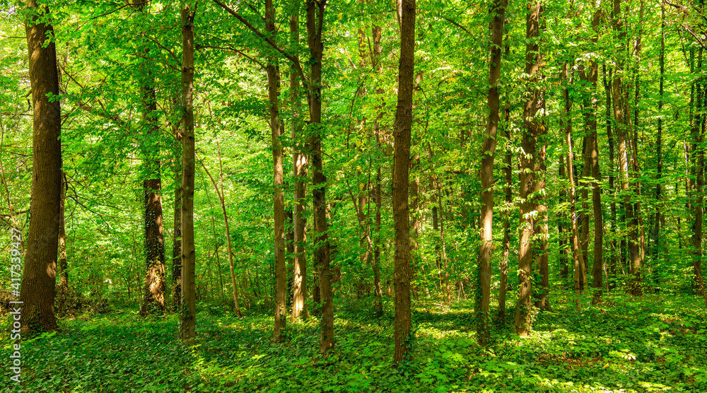 Obraz premium Sunlight in the green forest, spring time