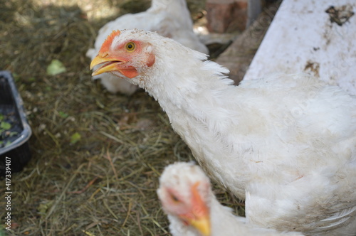 chicken