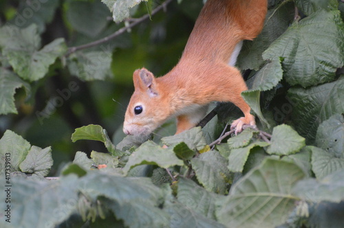 squirrel in the foliage