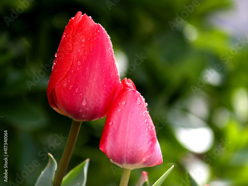 tulip couple in loving attitude