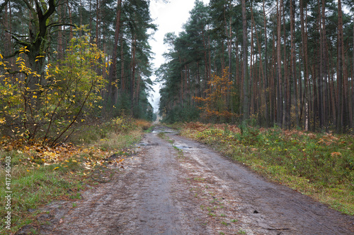 Road in a pine forest, autumn.