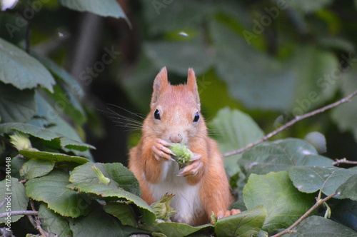 a squirrel in the foliage eats a nut