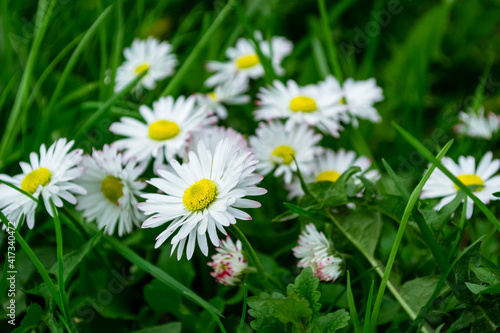 Daysies in a summer field  closeup view