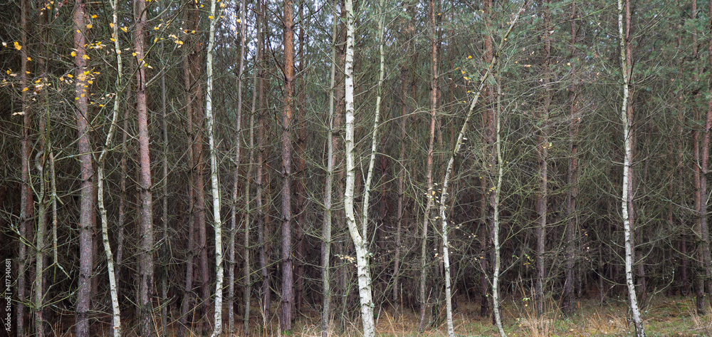 Fototapeta premium A young pine forest with birches growing on the edge, autumn.