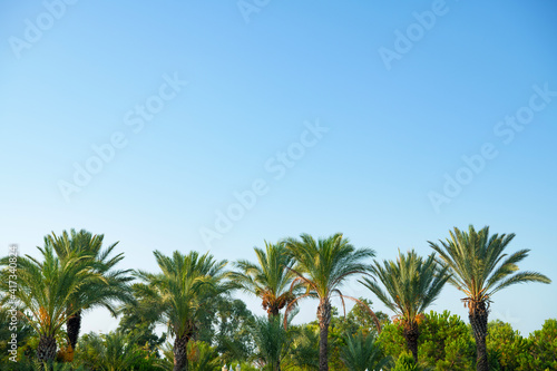 Tropical background of palm trees against blue sky. © nata777_7