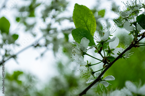 Blooming cherry tree, closeup view