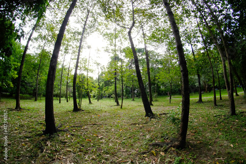 Fisheye lens perspective of the park