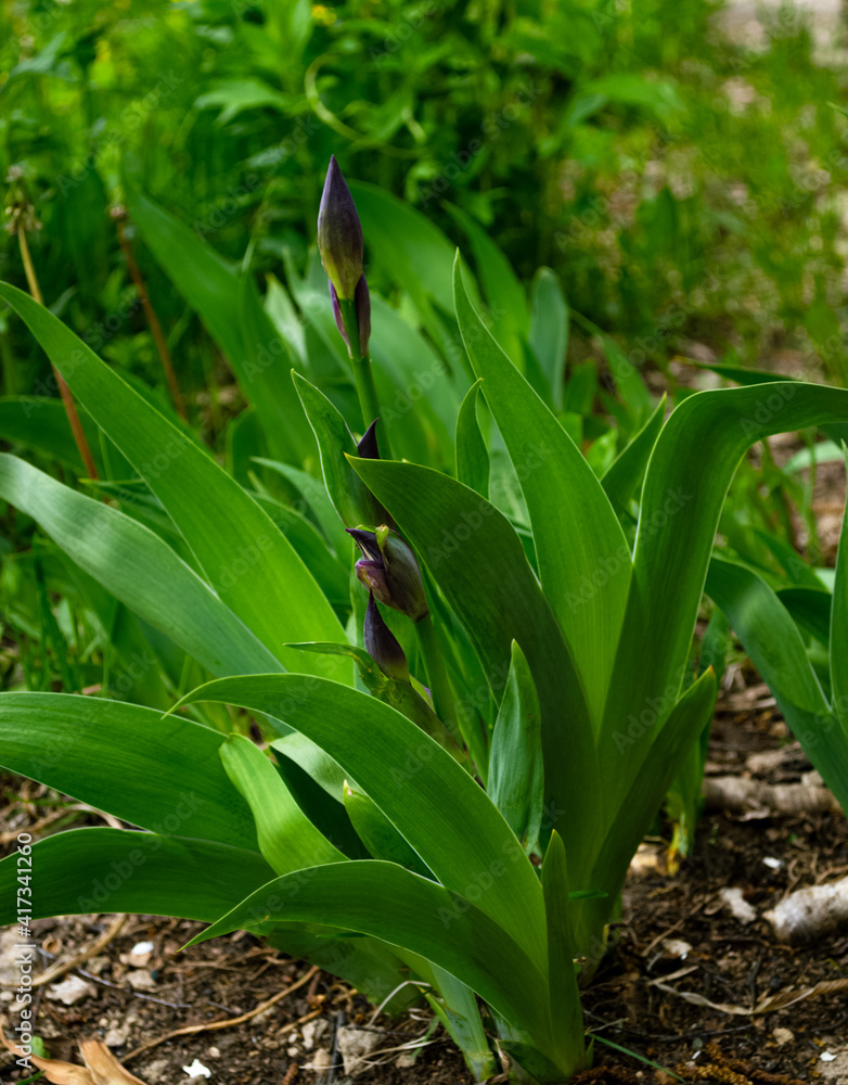 Fototapeta premium Blue iris flowers about to bloom growing on flowerbed