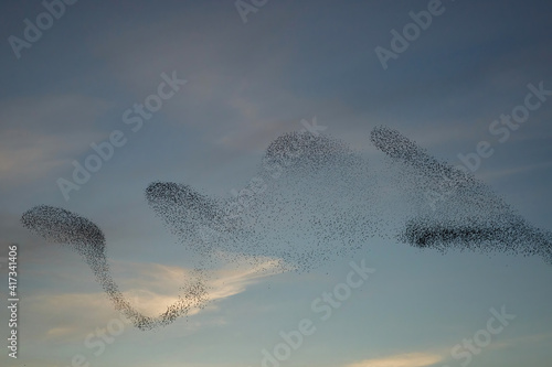 Foto Starling murmurations