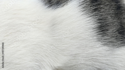 White and black fur texture.