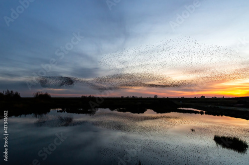 Starling murmurations. A large flock of starlings fly at sunset just before entering the roosting site in the Netherlands. Hundreds of thousands starlings make big clouds to protect against raptors photo