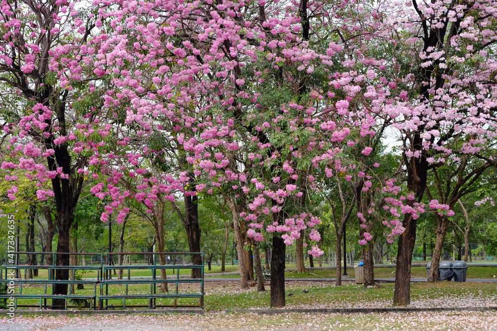 Naklejka premium Pink trumpet tree (Tabebuia rosea) in the park