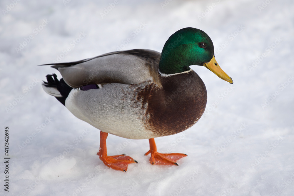 A colorful bird standing in the snow. A colorful bird standing in the snow.
