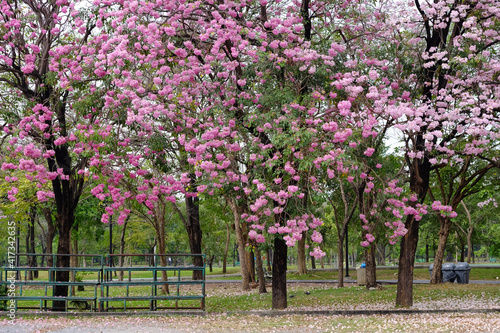 Pink trumpet tree (Tabebuia rosea) in the park