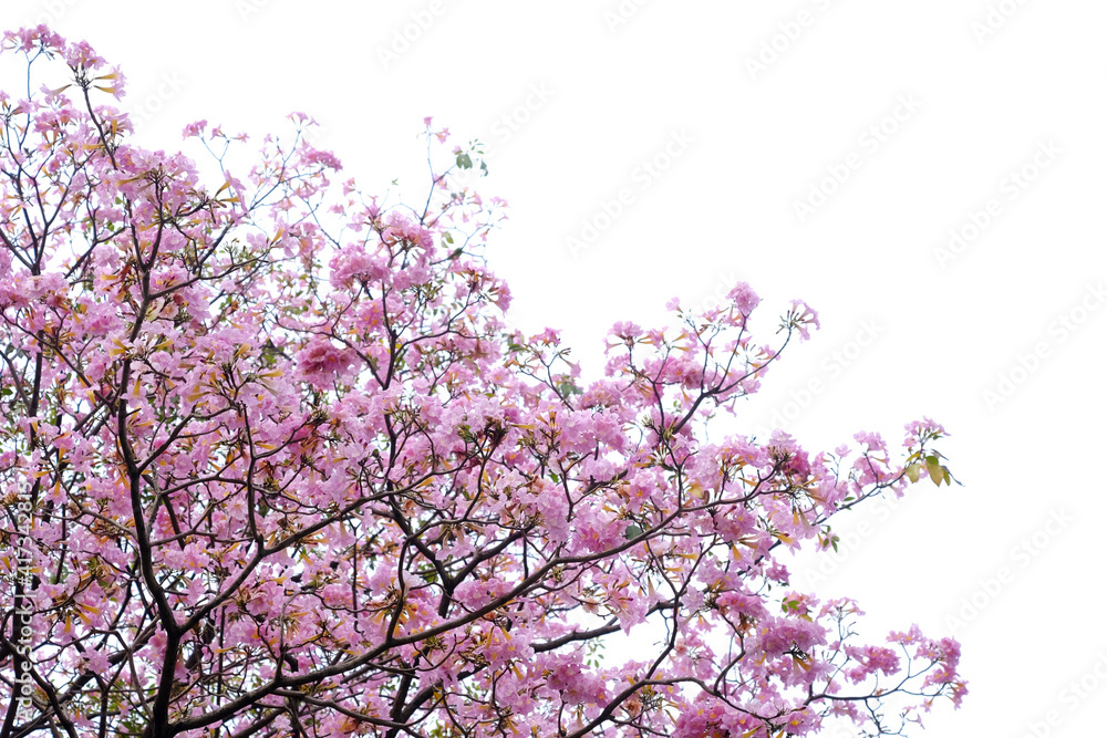 Pink trumpet tree (Tabebuia rosea) isolated on white background