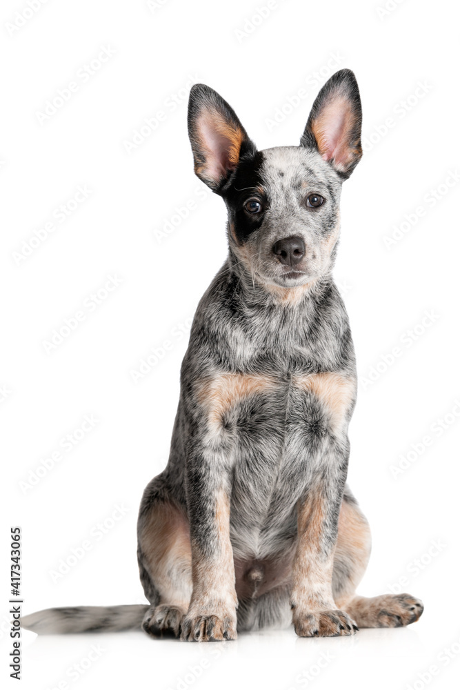 blue australian cattle dog puppy sitting on white background