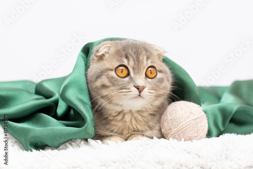 Fototapeta Naklejka Na Ścianę i Meble -  Cute scottish fold cat lying on back under the blanket isolated on white background