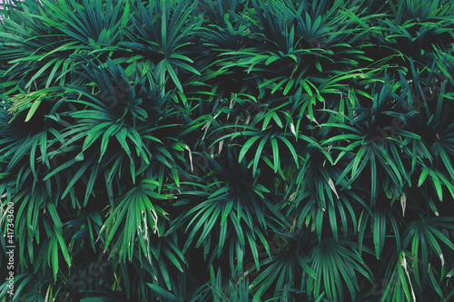 tropical palm leaf background  plant of bush in garden