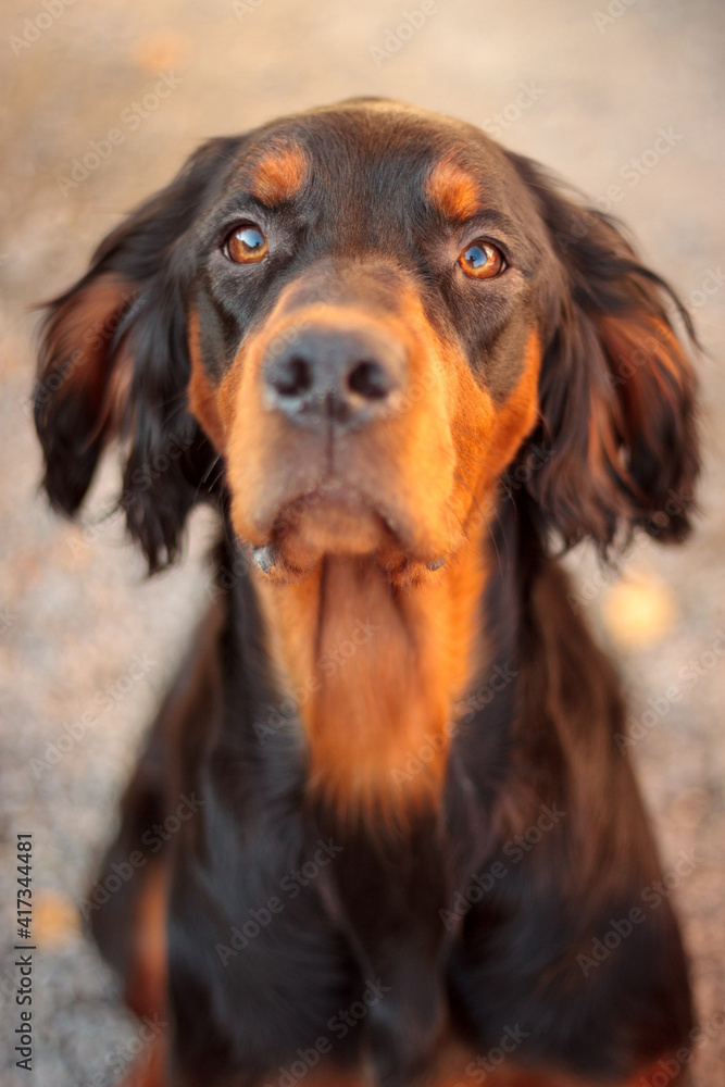 lovely brown and black gordon setter dog sitting close up head portrait