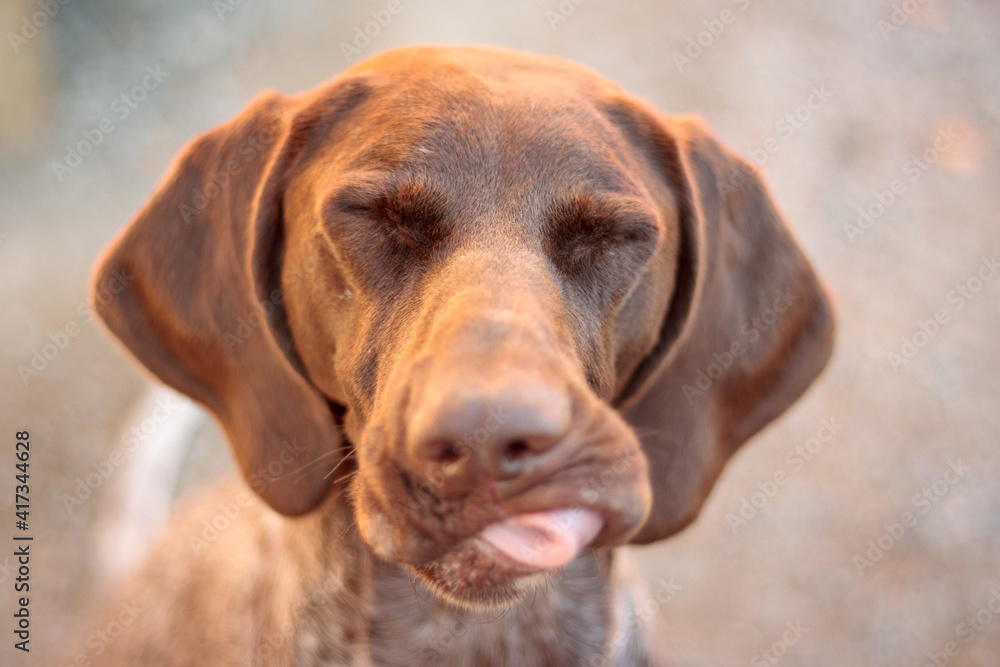 lovely brown and white shorthaired german pointer dog sitting close up head portrait with her tongue out blinking lovely brown and white shorthaired german pointer dog sitting close up head portrait with her tongue out blinking