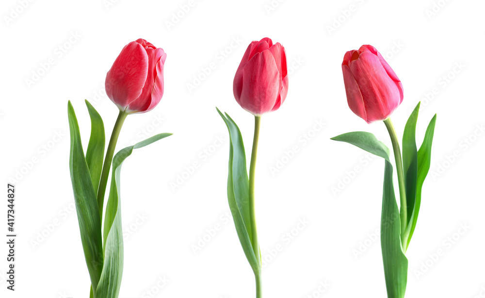 Red tulip flower isolated on white background Red tulip flower isolated on white background